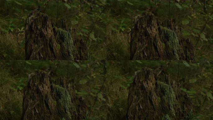 特写: 在黑暗树林中心分解的苔藓橡树的详细镜头