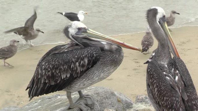 秘鲁鹈鹕 (Pelecanus thagus) 在智利联合国教科文组织世界遗产港口城市瓦尔帕莱索的鱼