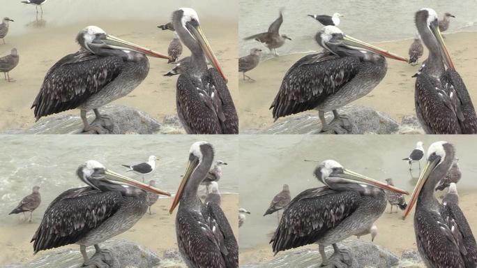 秘鲁鹈鹕 (Pelecanus thagus) 在智利联合国教科文组织世界遗产港口城市瓦尔帕莱索的鱼