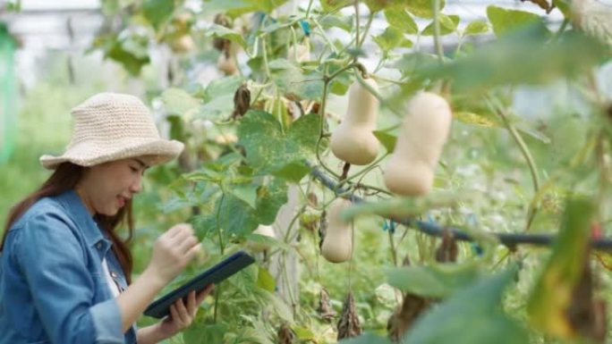 小企业主农民在花园里使用数字平板电脑检查温度水葫芦