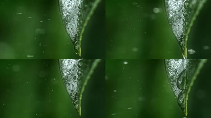 ECU雨滴滴落绿叶