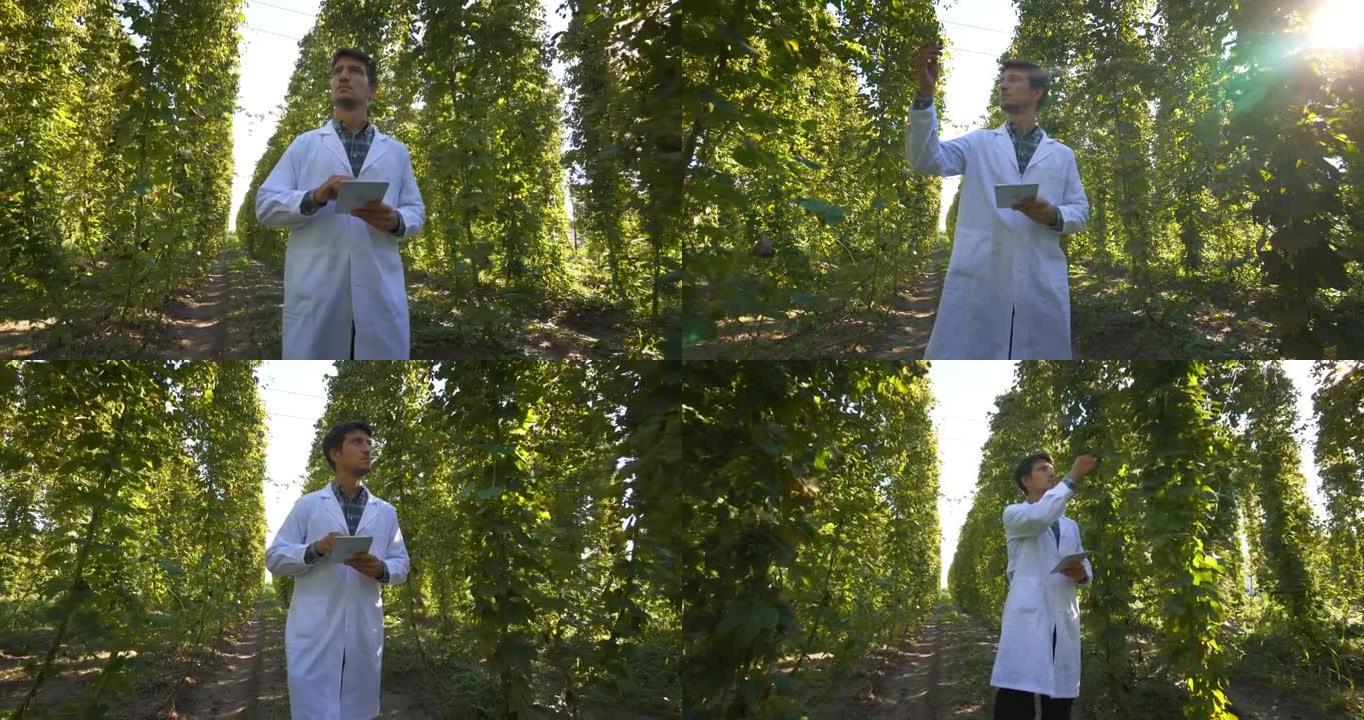 一位年轻的成功农艺师正在控制片剂生物生啤酒花种植园，用于生态精酿啤酒厂的高品质啤酒生产。