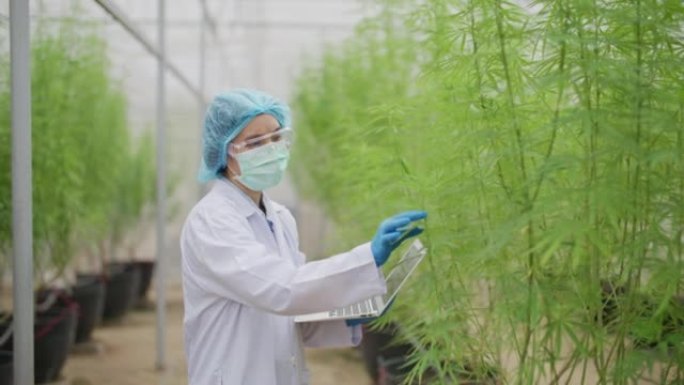 专业研究人员分析温室中的大麻植物