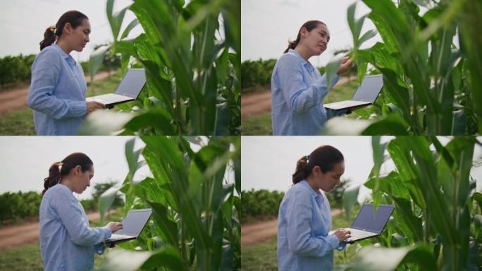 女农民在阳光明媚的乡村田野中使用笔记本电脑检查树苗，慢动作