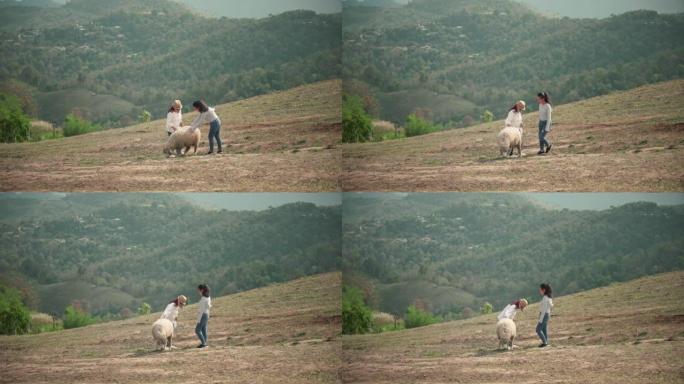 祖母和孙女喂羊畜牧业视频素材绵羊