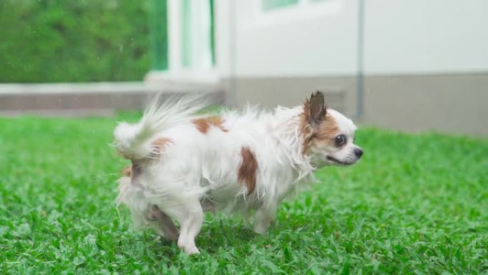 慢动作镜头: 小吉娃娃狗在家里外面的公园淋浴后甩掉水。暑假照顾狗。