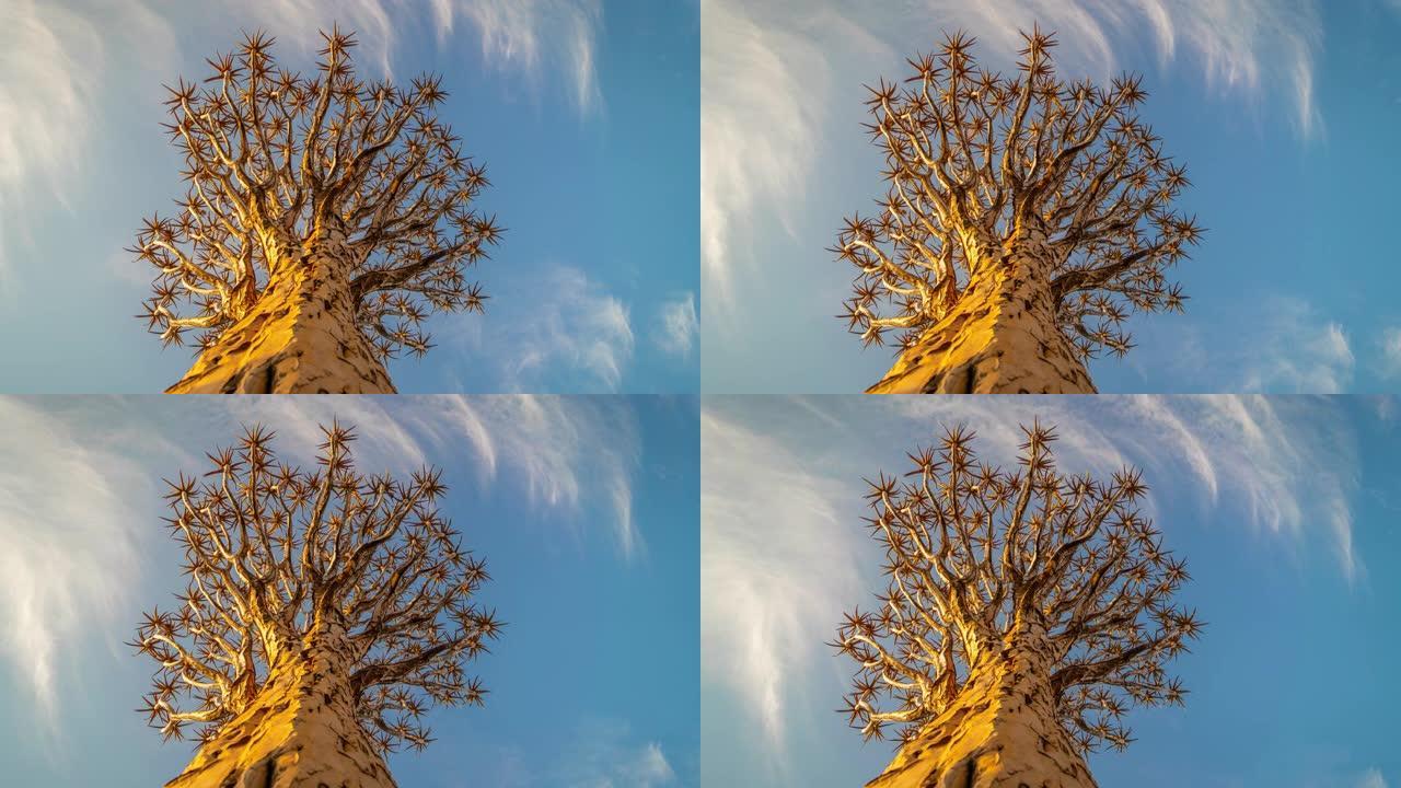 非洲纳米比亚蓝天下的MS延时颤抖树