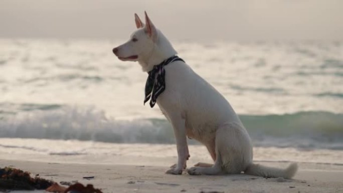 海滩上的狗一只狗萌宠视频素材