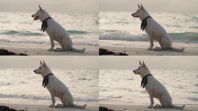 海滩上的狗一只狗萌宠视频素材