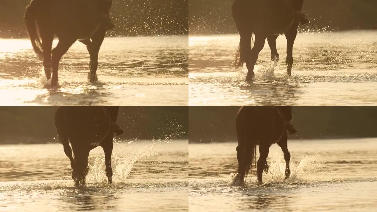 特写: 黑头发的马在金色的日落时分穿过浅河。