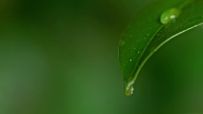 超级SLO MO ECO水滴在绿叶上掉下来