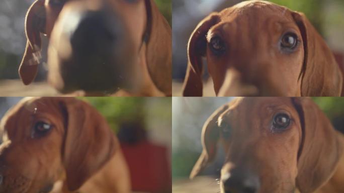 4k视频片段，一只可爱的脊背小狗在家里的花园里玩耍