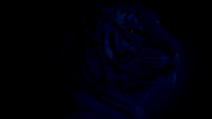黑暗中眼睛发光的老虎