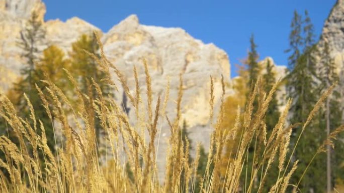 特写: 背景中草和落基山干茎的详细视图。