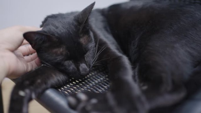 下午睡觉时，人的手抚摸着黑猫