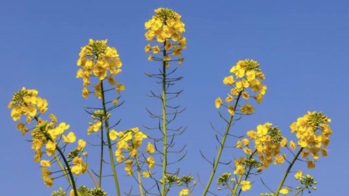 太阳下的油菜花吸引蜜蜂采集蜂蜜