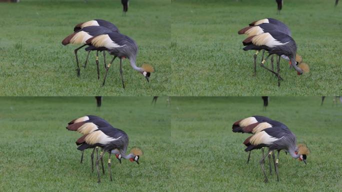 一小群惊人美丽的灰色冠鹤在草丛中寻找昆虫的慢动作视图