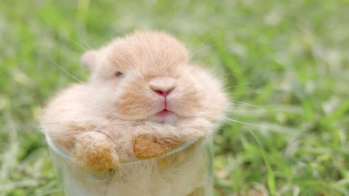 小罗比 (Little ribbit) 放在放在草地上的玻璃杯中。