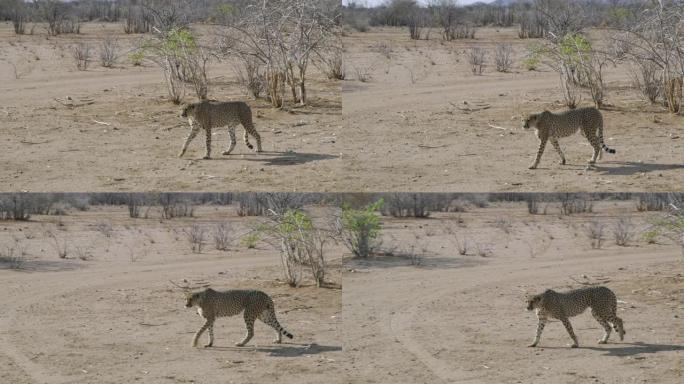 猎豹女士在非洲纳米比亚阳光明媚的沙漠中行走