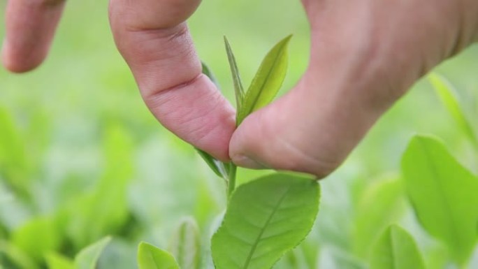 手工采摘茶叶采茶特写采茶芽茶叶嫩芽