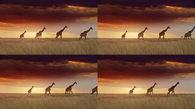 长颈鹿在自然保护区戏剧性的日出天空下连续行走