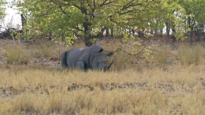 非洲纳米比亚埃托沙国家公园树下的犀牛女士