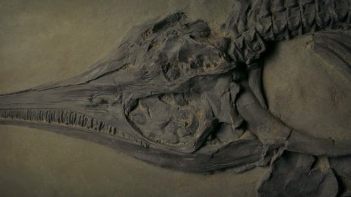 侏罗纪海洋生物移动镜头化石