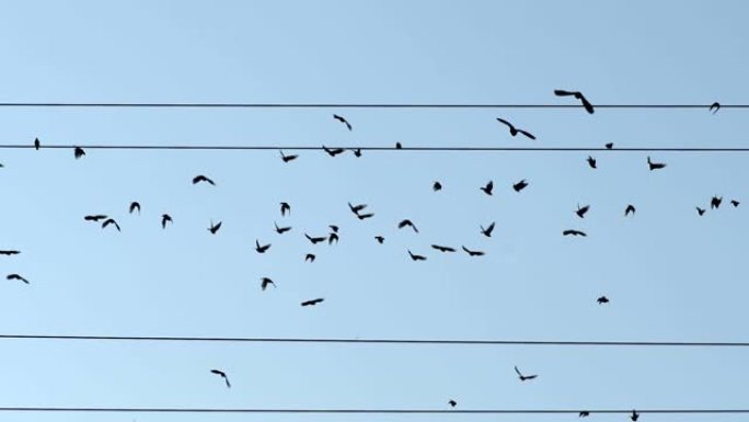 电线上的鸟-移民概念。坐在电线上的鸟儿剪影飞向远处，到达温暖的国家。移民，重新安置。慢动作镜头