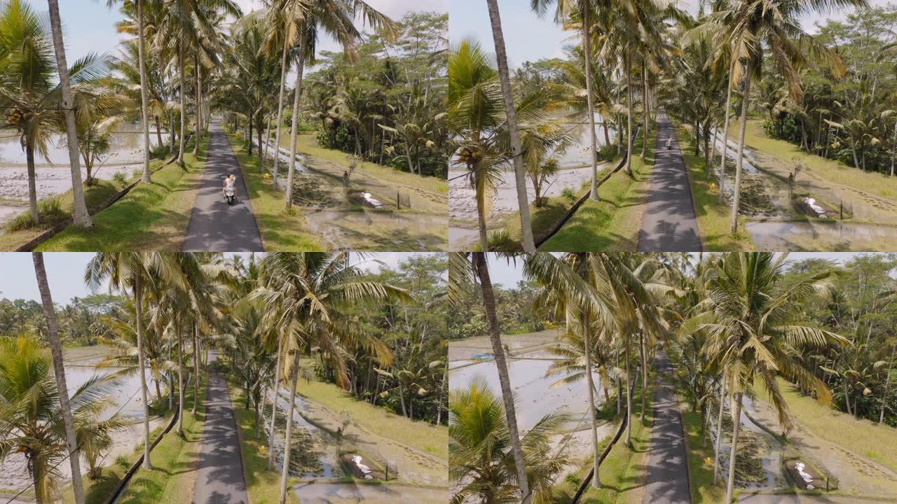 鸟瞰图旅行夫妇在热带岛屿骑摩托车，稻田享受骑摩托车的度假公路旅行