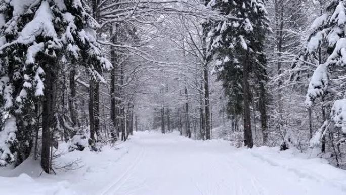 被白雪覆盖的森林环绕的雄伟山谷