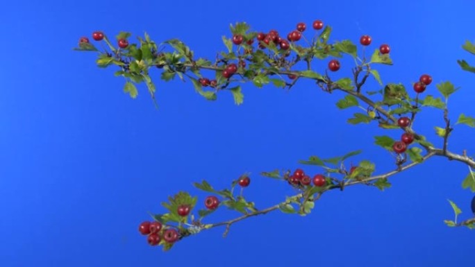 微风中的红莓灌木-合成蓝屏