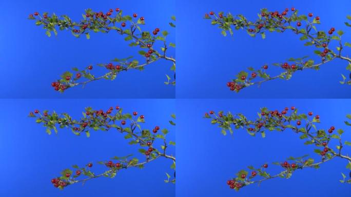 微风中的红莓灌木-合成蓝屏