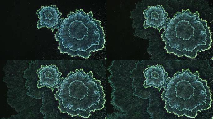 食物色素的晶体在显微镜下看起来像正在发育的细胞