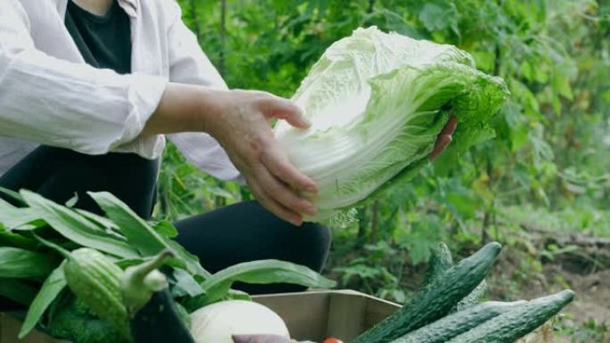 农民展示新鲜蔬菜菜蓝子蔬菜多样蔬菜采摘
