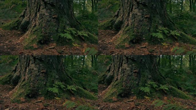 树林中的树根细节树林细节