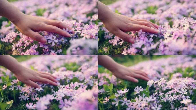 春天的手抚摸小花生态环境唯美景色百花盛开