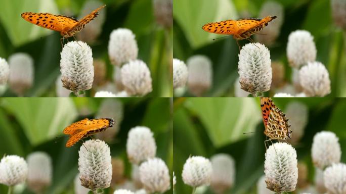飞舞的蝴蝶和吮吸花蜜的蝴蝶