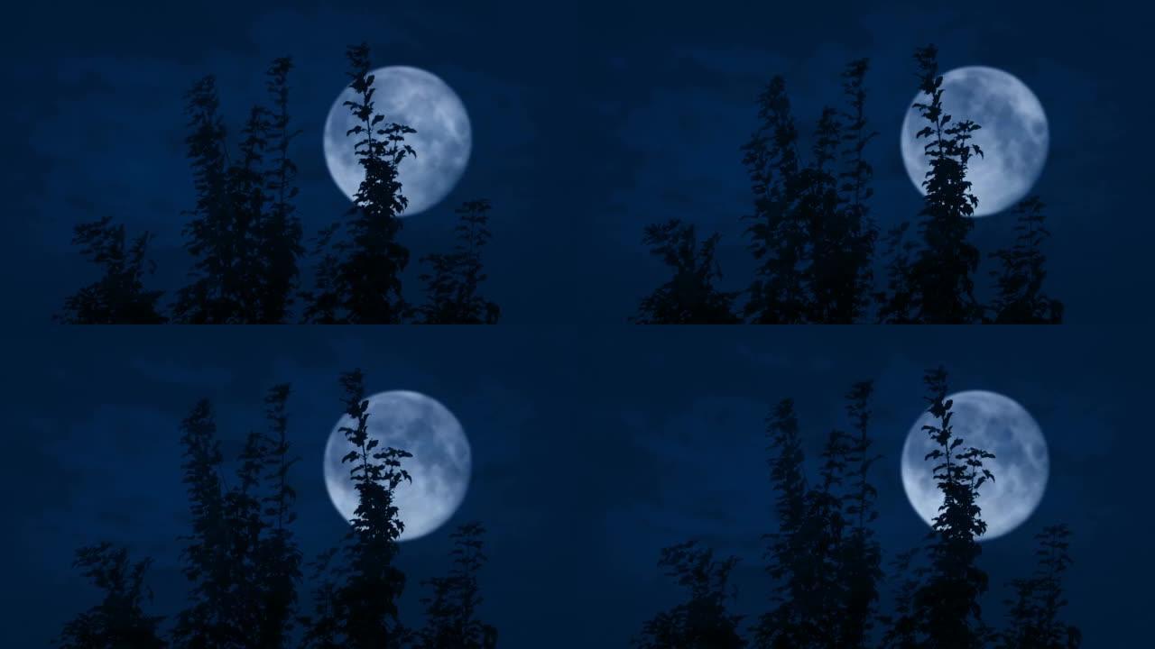 远处有月亮的树梢夜晚黑天月亮升起小树林