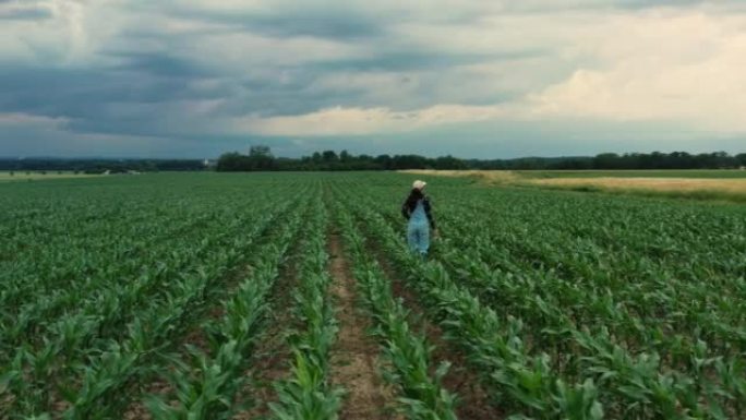 鸟瞰图，农夫妇女走过她的农业玉米田，无人机射击