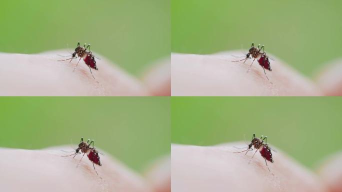 蚊子吸血人体皮肤特写唯美空镜意境光斑