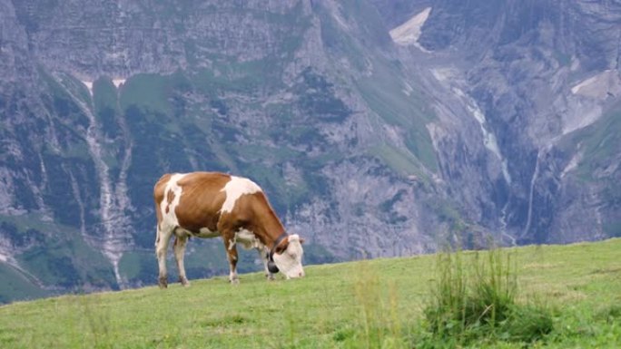 瑞士高山放牧奶牛自然