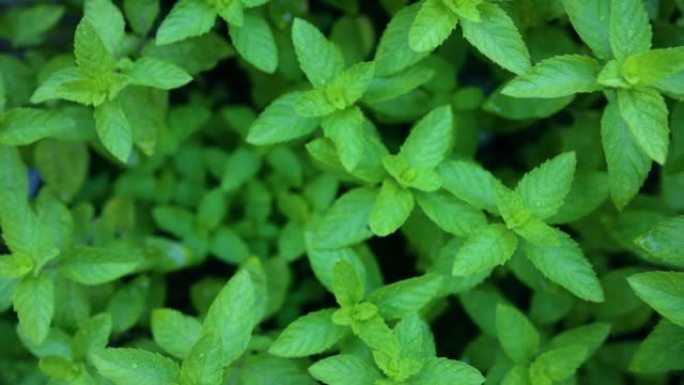 夏季薄荷植物绿色有机特写镜头拉近清凉冰饮