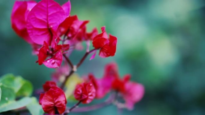 九重葛树上的红花 (圣丽塔)。