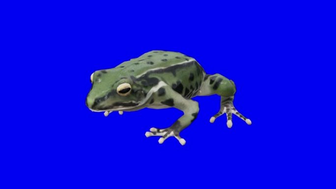 蓝箱上闲置的绿色青蛙。动物的概念，野生动物，游戏，返校，3d动画，短视频，电影，卡通，有机，色键，人
