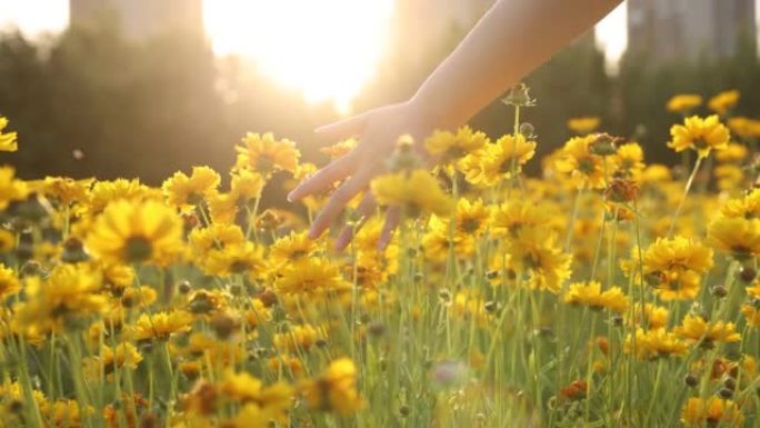 女人在日落时抚摸黄色花朵