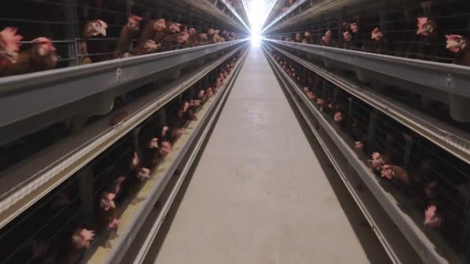 家禽养殖场的蛋鸡养鸡场视频素材农业牧业