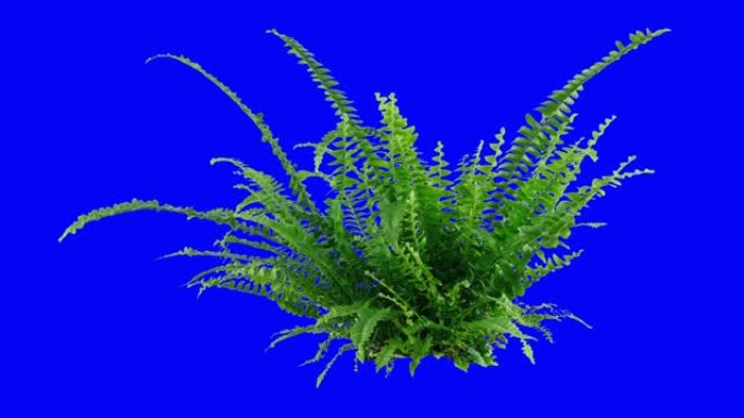 蓝色孤立的小蕨类植物
