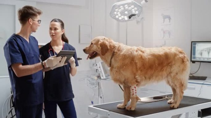 在兽医诊所工作的年轻女性和男性兽医团队，使用平板电脑讨论金毛猎犬宠物的健康，前爪上有医用白色束缚