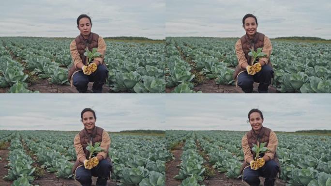 有卷心菜的女人承包大范围种植有机蔬菜