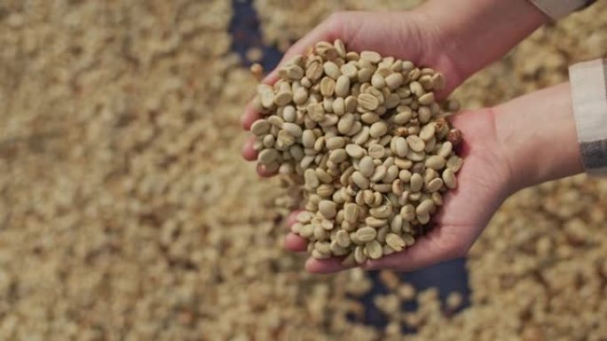在白天的视野中手动检查咖啡种子。咖啡农场主用手筛选干燥咖啡豆